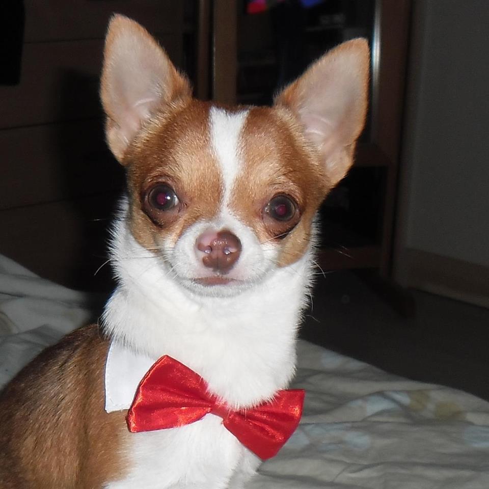 48192551_2142772809273120_6038753558961061888_n